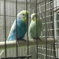 مرغ عشق با جوجه