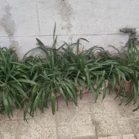 گل گندمی|گل و گیاه طبیعی|تهران, جوادیه|دیوار