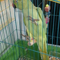 طوطی ملنگو سبز|پرنده|رشت, ولکس|دیوار