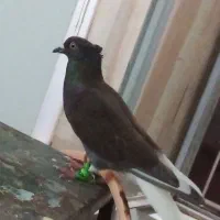 کفتر