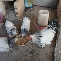 تخم نطفه دار برهما لایت|حیوانات مزرعه|فولادشهر, زاینده رود|دیوار