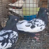 سینه ای