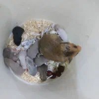 همستر بهترین رنگ ۳۰ دونه|موش و خرگوش|مشهد, بهاران|دیوار