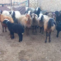 میش(گوسفند) بله دار