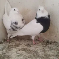 کبوتر طوقی مهر|پرنده|محمدشهر, محمدشهر|دیوار