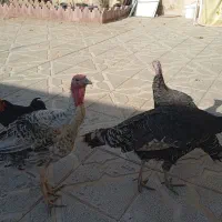 مرغ خروس بوقلمون|حیوانات مزرعه|مشهد, پروین اعتصامی|دیوار