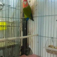 طوطی برزیلی|پرنده|اهواز, دغاغله|دیوار