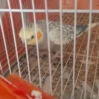 عروس بازیگوش خوشگل گاز نمیگیره