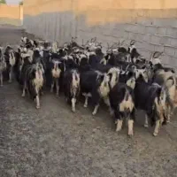 ۳۸راس بز|حیوانات مزرعه|پیشوا, |دیوار