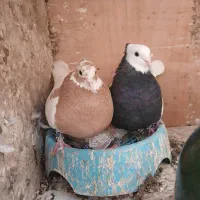 کبوتر طوقی|پرنده|شیراز, شهرک رضوان|دیوار