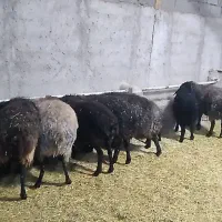 ۱ تا ۱۰ تا بره نر پرواری ۳۰ تا ۴۰ کیلو ۵ ماهه