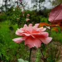 شمشاد گل رز یوگا سیکاس