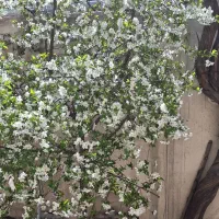 کتاب های آمادگی تیز هوشان ششم