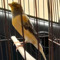 قناری نر بخوون