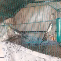 عروس هلندی نر وماده بالغ