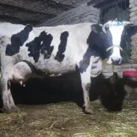 گاو و گوساله هلشتاین اصیل گاوداری