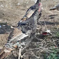 ۶ عدد بوقلمون برنز|حیوانات مزرعه|گنبد کاووس, |دیوار