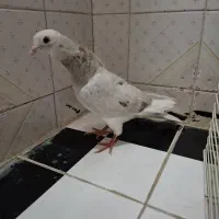 طوقی سیاه سرور|پرنده|مشهد, کوه سنگی|دیوار