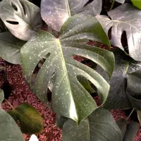 گلدان چینی|کلکسیون و سرگرمی|بروجرد, |دیوار