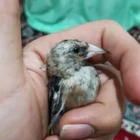 سهره اس عطیقه