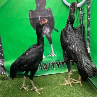 مرغ اوشامو وارداتی