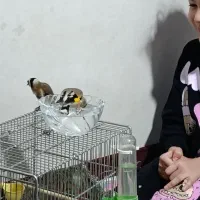 سهره