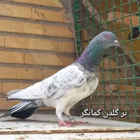 کفتر|پرنده|ری, شهادت|دیوار