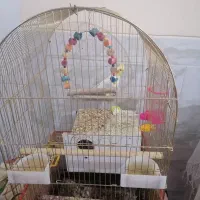 عروس هلندی|پرنده|کرمان, |دیوار