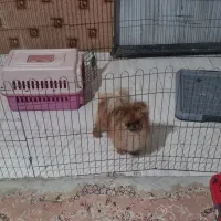 پامر خرسی ماده