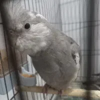 جوجه عروس وایت فیس کاملا دستی و رام