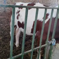 گوساله سیمینتال ماده پرواری|حیوانات مزرعه|شیروان (لرستان), |دیوار