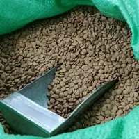 عدس تازه  مخصوص عمده فروش‌ها