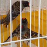 سهره|پرنده|تبریز, |دیوار