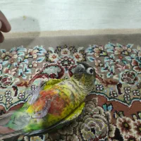طوطی گرینچیک یلوساید فول دستی با وسایل|پرنده|امیدیه, |دیوار