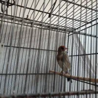 ماده سره کرمانی حلقه پا