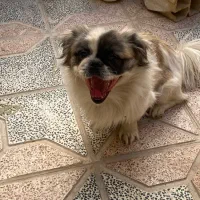 نژاد سگ سوپر فلت|سگ|یزد, |دیوار