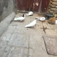 کبوتر