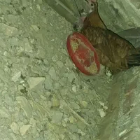 مرغ کت