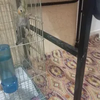 طوطی عروس نر سه ماه