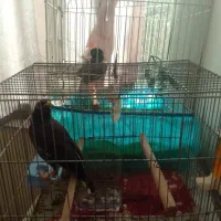 دو عدد مینا