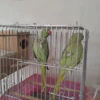 یک جفت ملنگو