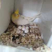 عروس هلندی لوتینو جفت‌