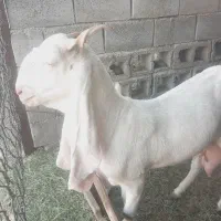 بز گلابی|حیوانات مزرعه|میناب, |دیوار