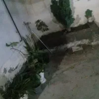 معاوضه با پرنده|گل و گیاه طبیعی|بره‌سر, |دیوار