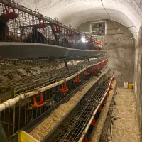 قفس مرغ تخمگذار|لوازم جانبی حیوانات|شهریار, دهشاد بالا|دیوار