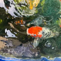 ماهی کوی نژاد اصلی چرمی