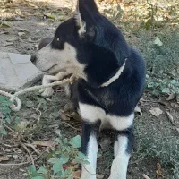 سگ هاسکی ماده