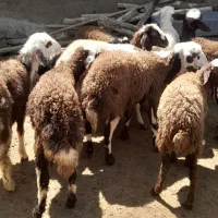 بره  ماده پلنگی