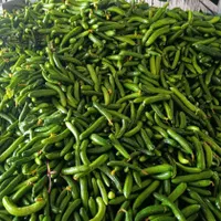 خیارشور تازه همدان/عمده و خرده/باضمانت بازگشت وجه|خوردنی و آشامیدنی|تهران, آذری|دیوار