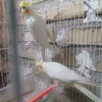 عروس لوتینو بالغ